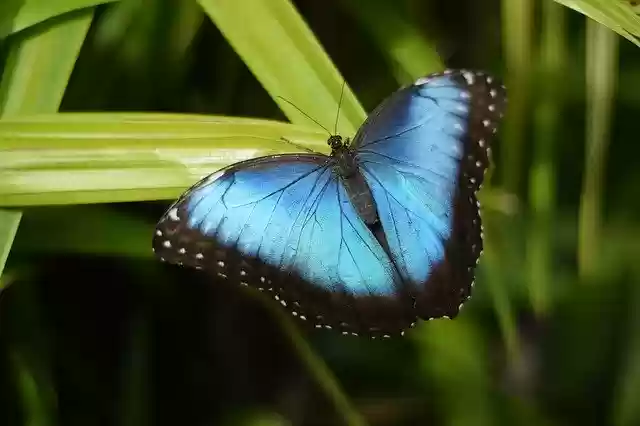 Free download Earth Hour Earthday Butterfly -  free photo or picture to be edited with GIMP online image editor