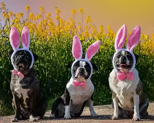 Free download Easter Dog Bunny -  free photo template to be edited with GIMP online image editor