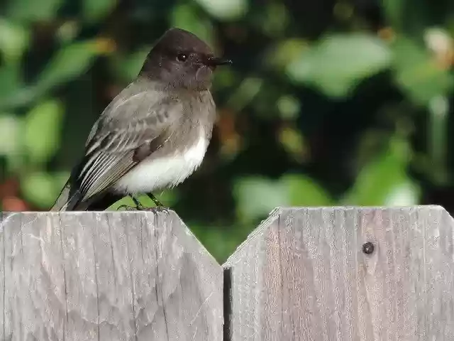Free download Eastern Phoebe Outside Home -  free free photo or picture to be edited with GIMP online image editor