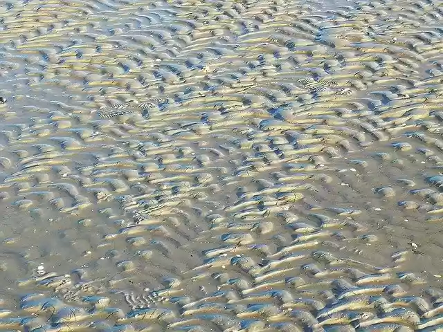Free download East Frisia Schillig Wadden Sea -  free photo or picture to be edited with GIMP online image editor