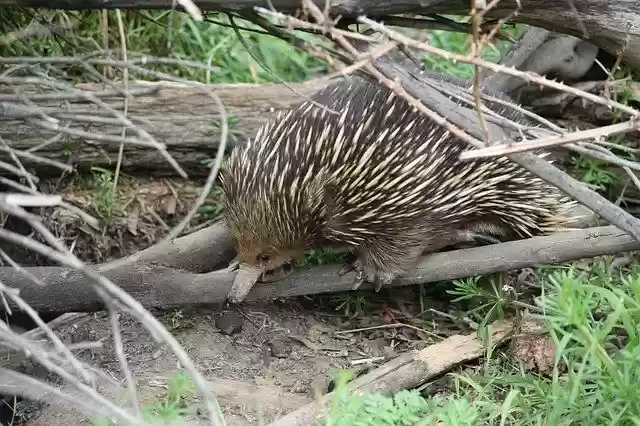Free download Echidna Brown Nature -  free photo or picture to be edited with GIMP online image editor