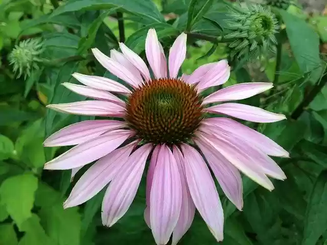Free download Echinacea Flower Coneflower -  free photo or picture to be edited with GIMP online image editor