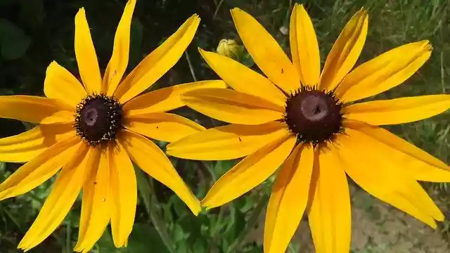 Free download Echinacea Nature Summer -  free photo or picture to be edited with GIMP online image editor