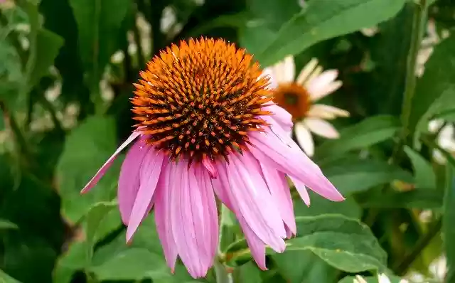 Free download Echinacea Plant Flower -  free photo or picture to be edited with GIMP online image editor