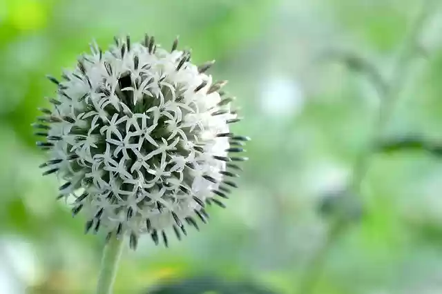 Free download Echinops Globe Thistle White -  free photo or picture to be edited with GIMP online image editor