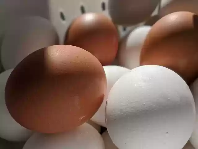 Free download Egg Boiled Chicken -  free free photo or picture to be edited with GIMP online image editor