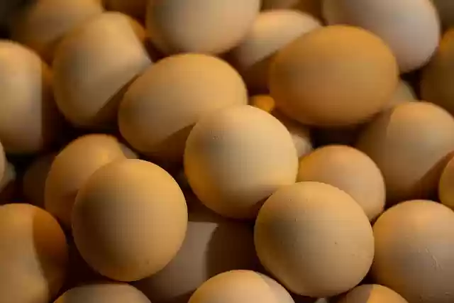 Free download egg chicken poultry health market free picture to be edited with GIMP free online image editor