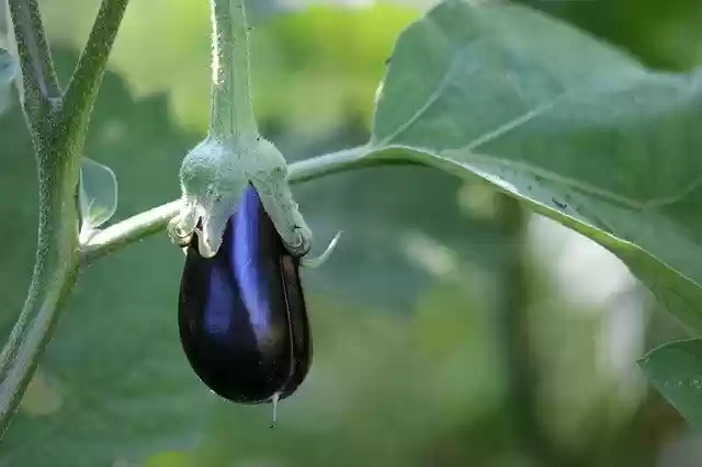 Free download Egg Plant Solanum Melongena Dark -  free photo or picture to be edited with GIMP online image editor