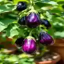 eggplant trellis wallpaper  screen for extension Chrome web store in OffiDocs Chromium