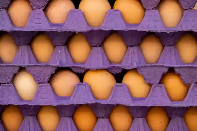 Free download egg protein chicken poultry food free picture to be edited with GIMP free online image editor