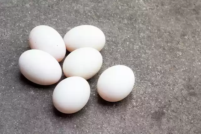 Free download egg protein food healthy shell free picture to be edited with GIMP free online image editor