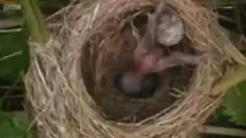 Free download EGG PUSHED OUT 1 free photo or picture to be edited with GIMP online image editor