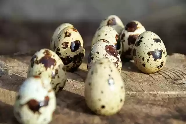 Free download egg quail eggs tiny speckled free picture to be edited with GIMP free online image editor