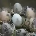 eggs and feathers  screen for extension Chrome web store in OffiDocs Chromium