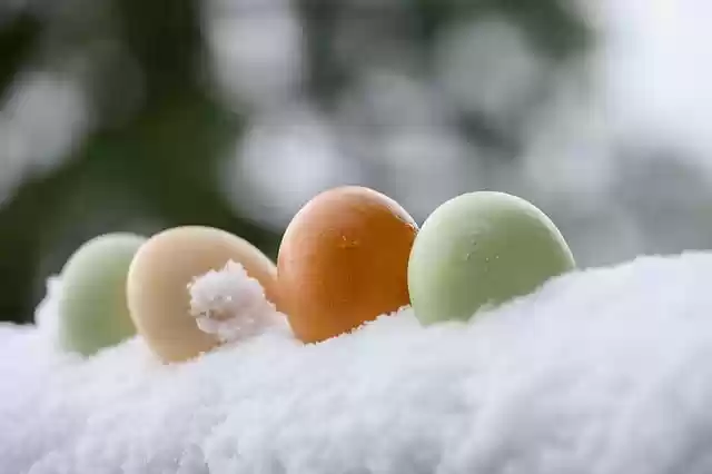 Free download eggs easter eggs protein biological free picture to be edited with GIMP free online image editor