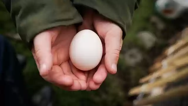Free download egg shell hands chicken poultry free picture to be edited with GIMP free online image editor