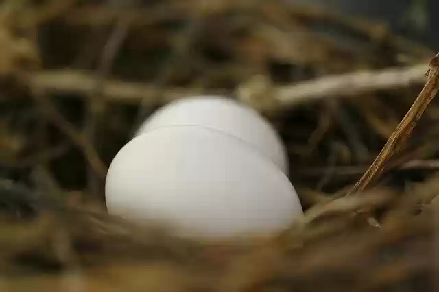 Free download Eggs Nest Spring -  free photo or picture to be edited with GIMP online image editor