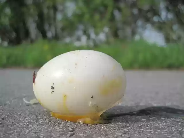 Free download Egg Young Fracture -  free free photo or picture to be edited with GIMP online image editor