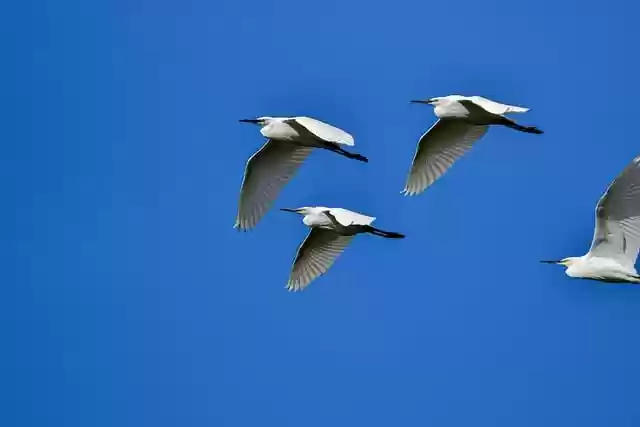 Free download egret birds sky animals heron free picture to be edited with GIMP free online image editor