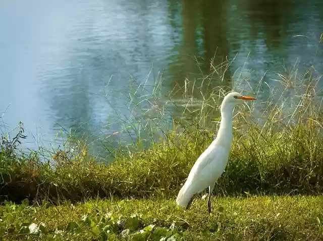 Free download Egret Bird Waters -  free photo or picture to be edited with GIMP online image editor