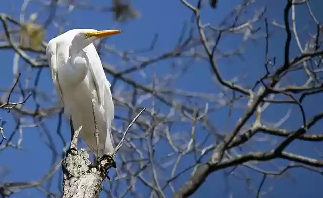 Free download egret heron bird ornithology free picture to be edited with GIMP free online image editor