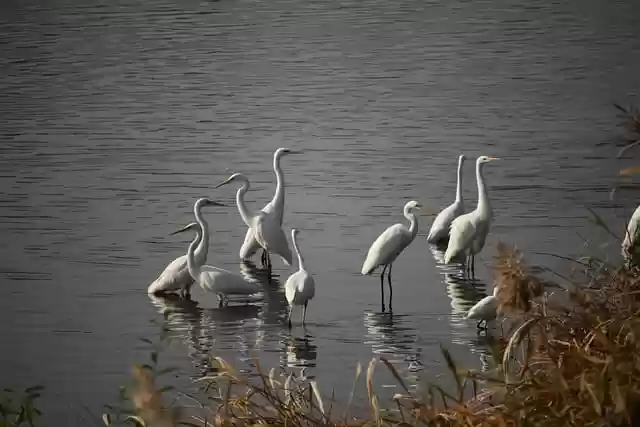 Free download egrets birds animals feathers lake free picture to be edited with GIMP free online image editor