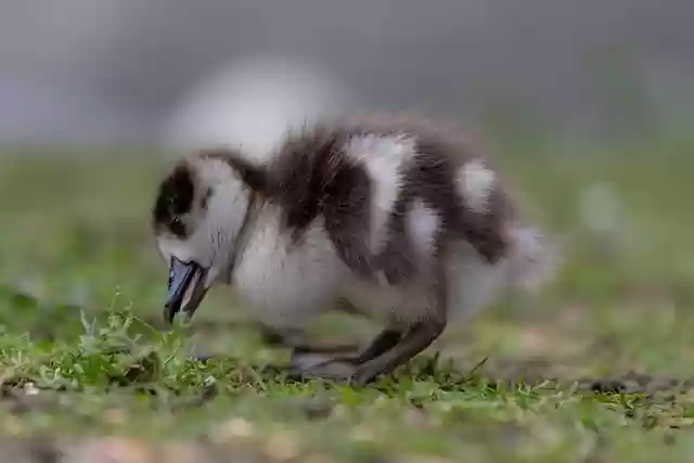 Free download egyptian goose goose gosling young free picture to be edited with GIMP free online image editor