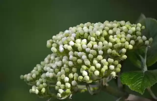 Free download elderberry buds elderflower bush free picture to be edited with GIMP free online image editor