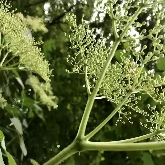 Free download elder fruit immature elderberries free picture to be edited with GIMP free online image editor