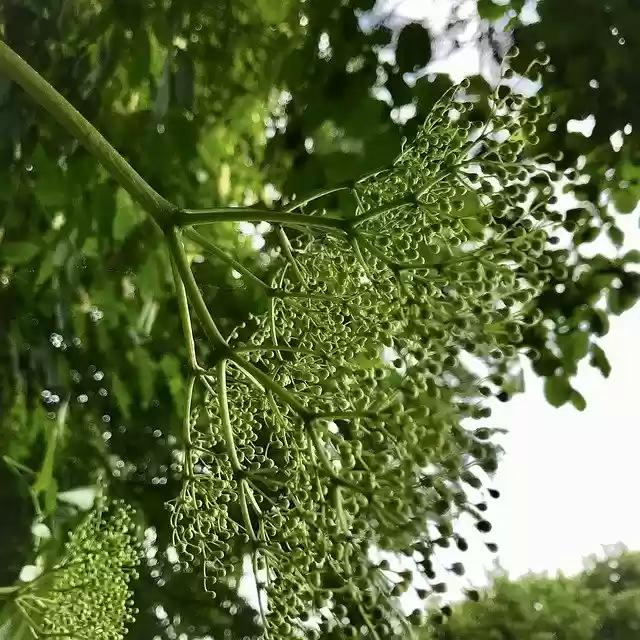 Free download elder fruit immature holler free picture to be edited with GIMP free online image editor