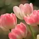 Elegant Bicolor Tulips  screen for extension Chrome web store in OffiDocs Chromium