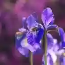 Elegant Violet Iris Blooms  screen for extension Chrome web store in OffiDocs Chromium