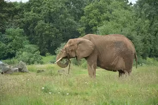 Free download elephant african elephant animal free picture to be edited with GIMP free online image editor