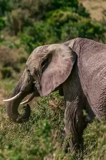 Free download elephant animal safari nature free picture to be edited with GIMP free online image editor