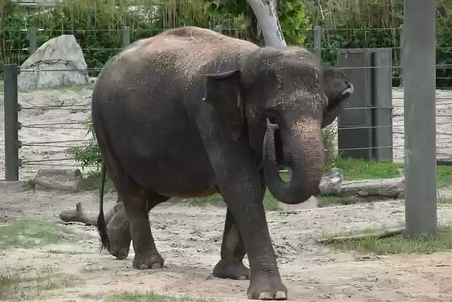Free download elephant asian elephant wild animal free picture to be edited with GIMP free online image editor