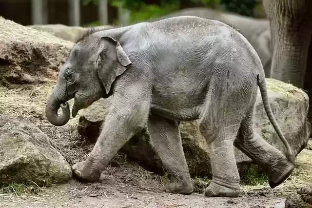 Free download elephant baby animal calf free picture to be edited with GIMP free online image editor