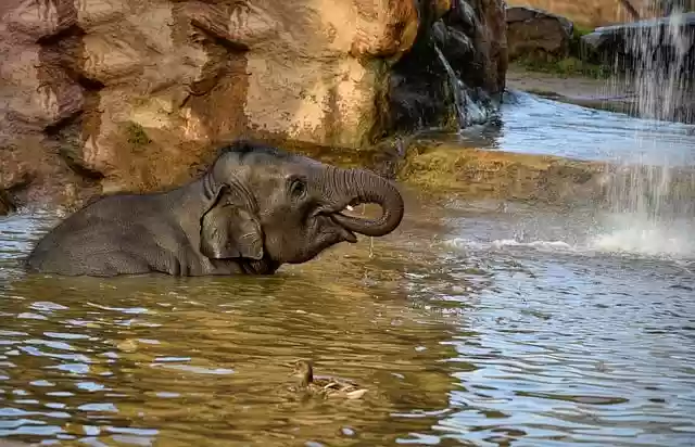 Free download elephant baby elephant free picture to be edited with GIMP free online image editor