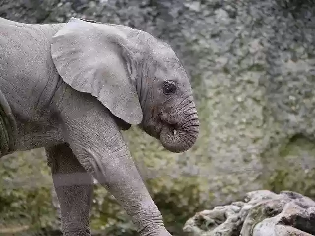 Free download Elephant Baby Zoo Animal -  free photo or picture to be edited with GIMP online image editor