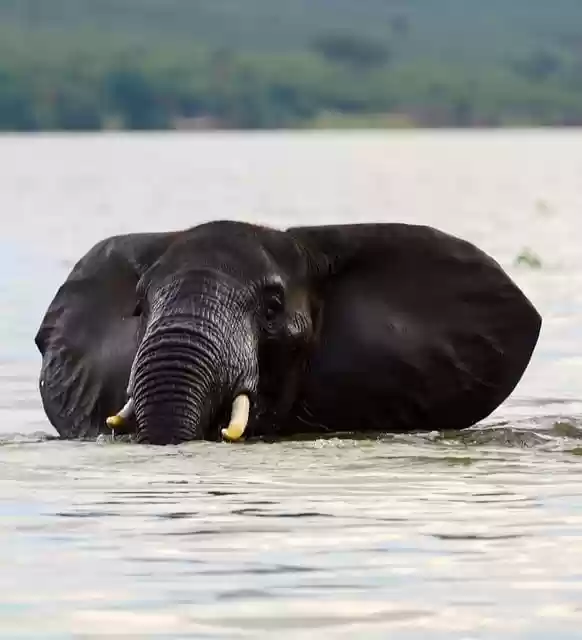 Free download elephant big five nature water free picture to be edited with GIMP free online image editor