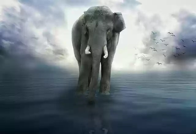 Free download Elephant Blue -  free photo or picture to be edited with GIMP online image editor