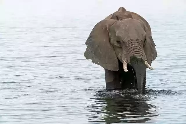 Free download elephant flow trunk water namibia free picture to be edited with GIMP free online image editor