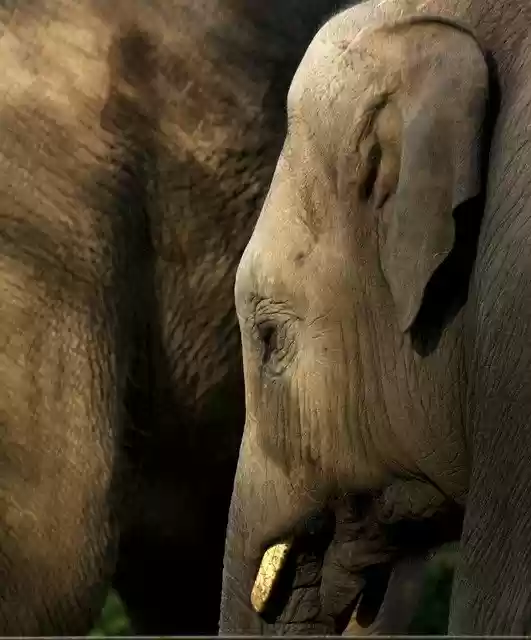 Free download Elephant Grey Baby -  free photo or picture to be edited with GIMP online image editor