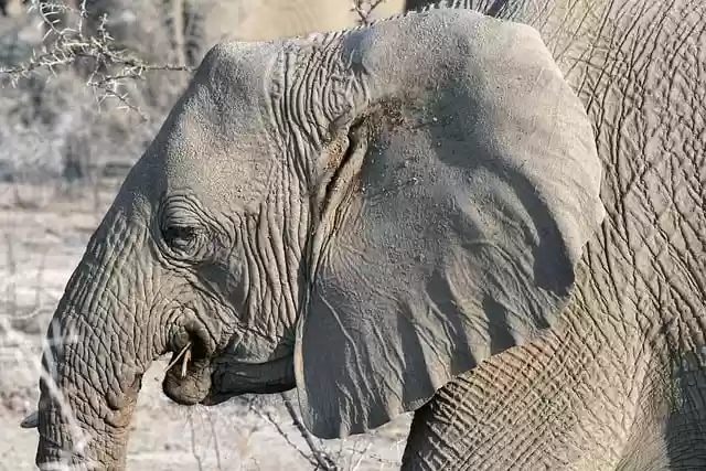 Free download elephant head steppe ears eyes free picture to be edited with GIMP free online image editor