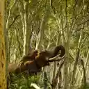 Elephant in the deep forest  screen for extension Chrome web store in OffiDocs Chromium