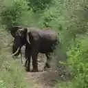 Elephant in the forest  screen for extension Chrome web store in OffiDocs Chromium