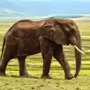 Elephant on the grassland  screen for extension Chrome web store in OffiDocs Chromium