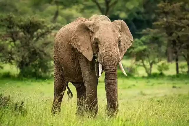Free download elephants african bush elephants free picture to be edited with GIMP free online image editor