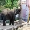 Elephants are friends of the people  screen for extension Chrome web store in OffiDocs Chromium