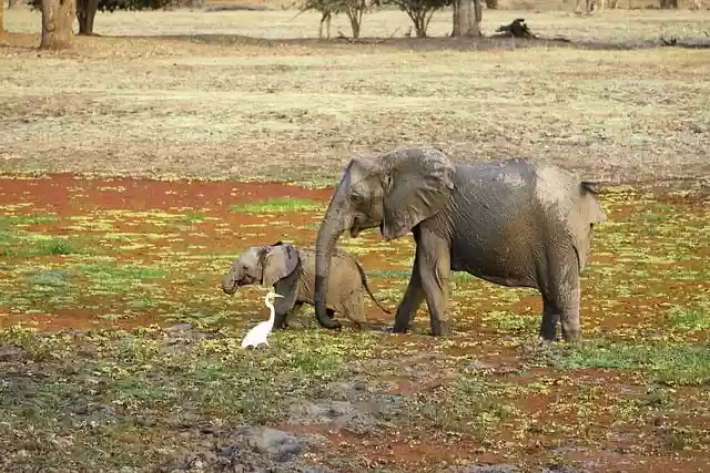 Free download elephants baby elephant safari free picture to be edited with GIMP free online image editor