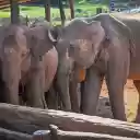 Elephants in the Village  screen for extension Chrome web store in OffiDocs Chromium